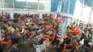 Imagem da notícia - Produtor inova na comercialização de aves caipira, em Amaturá