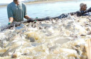 Imagem da notícia - Piscicultura no AM avança 58% na produção em 5 anos