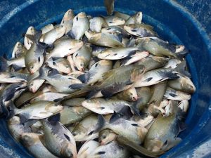 Imagem da notícia - Projeto apoiado pela Fapeam transforma lixo orgânico em ração para peixes