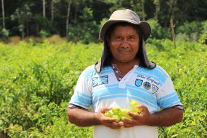 Imagem da notícia - Produção de pimentão e pimenta-de-cheiro cresce em mais de 83% no município de Presidente Figueiredo