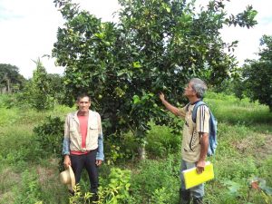 Imagem da notícia - Produtores rurais participam de eventos sobre a cultura da laranja em Vila Rica de Caviana