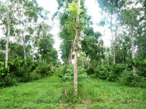 Imagem da notícia - Amazonas entrega certificado de redução de 400 mil toneladas de CO2 na RDS do Juma à Rede Marriott