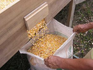 Imagem da notícia - Aumentou o limite de compra do milho de 6 para 10 toneladas pelo programa Vendas em Balcão