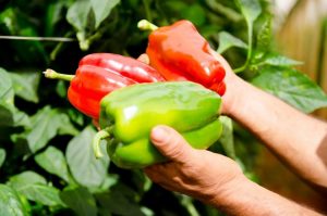 Imagem da notícia - Paraná se destaca na venda de orgânicos