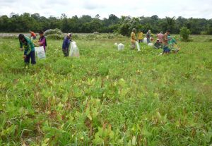 Imagem da notícia - Em Itacoatiara, agricultores da comunidade São João Batista iniciam colheita de feijão e estimam produção de mais de uma tonelada