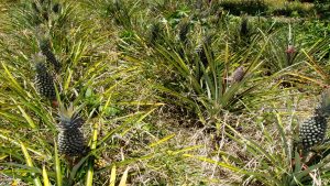 Imagem da notícia - Produtores do Amazonas comercializam pela primeira vez para o PAA Orgânico