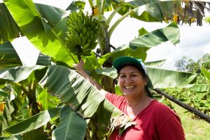 Imagem da notícia - Produtores orgânicos do Amazonas vão comercializar com a Conab alimentos para o programa Mesa Brasil