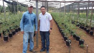 Imagem da notícia - Agricultor investe no plantio de tomate e pimentão em vaso para aumentar a produção