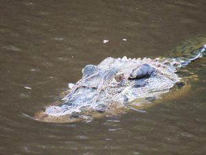 Imagem da notícia - IDAM realiza levantamento de jacarés em Fonte Boa