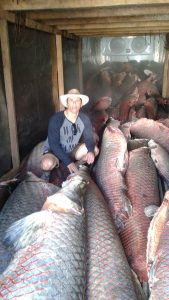 Imagem da notícia - Pesca Manejada do Pirarucu beneficia 25 comunidades de Tonantins, no Amazonas