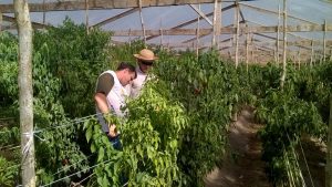 Imagem da notícia - Incentivo à produção fortalece atividades agrícolas em Itapiranga