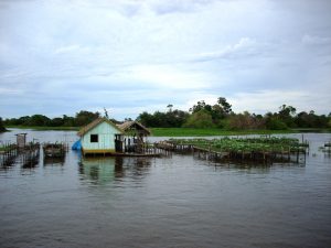 Imagem da notícia - Cheia afeta produção rural no Amazonas