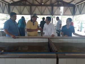 Imagem da notícia - Balbina pode produzir até 22 mil toneladas de pescado