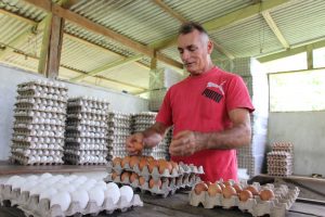 Imagem da notícia - Criação de aves de postura apresenta rentabilidade e projeta crescimento de 13,3% na produção de ovos no Amazonas