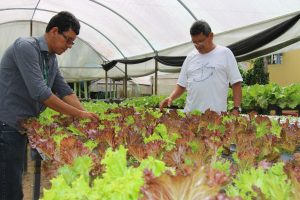 Imagem da notícia - Sistema proporciona qualidade no cultivo de alface hidropônica em Manaus