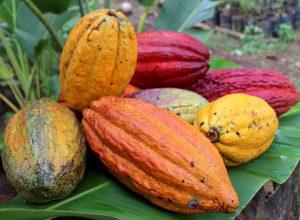 Imagem da notícia - Borba: IDAM promove curso de beneficiamento primário do cacau