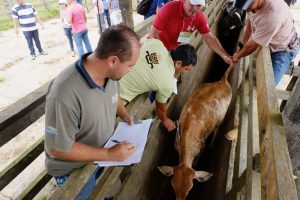 Imagem da notícia - Produtores têm até hoje, 15, para notificar vacinação do rebanho