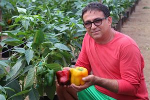 Imagem da notícia - Mercado para pimentão colorido se mostra promissor em Manaus e desperta interesse pela cultura em Iranduba