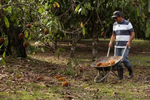 Imagem da notícia - Município de Autazes deve aumentar em 30% a produção de cupuaçu em 2018 