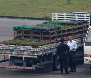 Imagem da notícia - IDAM recebe doação de mudas de castanha do Brasil