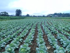 Imagem da notícia - Agricultores familiares de Careiro da Várzea colhem 3 toneladas de repolho para serem comercializados em Manaus