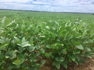 Imagem da notícia - Idam acompanha plantio de soja em propriedade no município de Humaitá