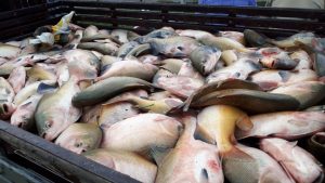 Imagem da notícia - I Feira da Piscicultura e Agricultura Familiar em Fonte Boa