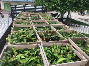 Imagem da notícia - IDAM de Amaturá entrega 5.000 mudas de Castanha do Brasil a Agricultores Familiares