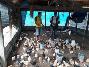 Imagem da notícia - Idam acompanha produção de aves de postura em Parintins