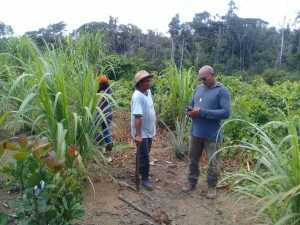 Imagem da notícia - Vinte produtores rurais de Beruri são selecionados pelo Idam para o Pronaf