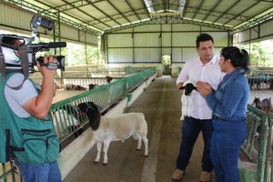 Imagem da notícia - Sepror e Idam concedem entrevista sobre Ovinocaprinocultura