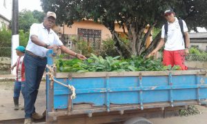 Imagem da notícia - Idam em Maués entrega 550 mudas de guaraná