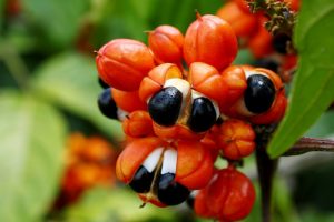 Imagem da notícia - Idam em Maués entrega mais de 13 mil mudas de guaraná