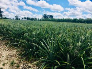Imagem da notícia - Amazonas é o segundo maior produtor de abacaxi da região Norte