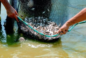 Imagem da notícia - Sepror divulga tabela de preços de ração para peixes
