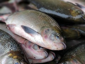 Imagem da notícia - ADS convoca piscicultores e interessados em participar do Feirão do Pescado na Semana Santa