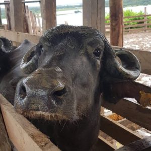 Imagem da notícia - Idam atua em pesquisa de melhoramento genético de búfalos