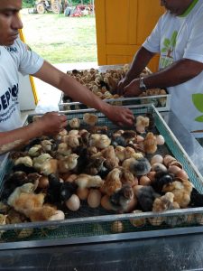 Imagem da notícia - Idam atua na expansão do mercado avícola