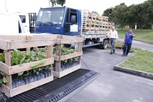 Imagem da notícia - Idam distribui 8.7 mil mudas de castanha para produtores do interior