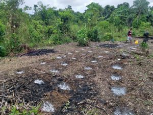 Imagem da notícia - Produtor investe em sistema de cultivo tecnificado manual
