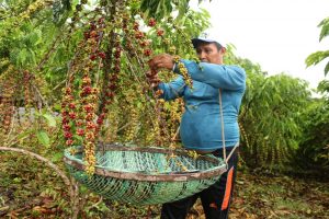 Imagem da notícia - Produtividade de café no AM pode ser três vezes maior com tecnologias da Embrapa