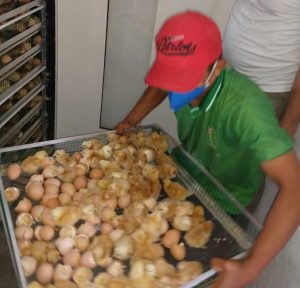 Imagem da notícia - Idam monitora o nascimento de pintainhos em Maués