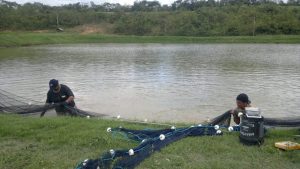 Imagem da notícia - Setor de piscicultura reúne cerca de 4 mil produtores no Amazonas