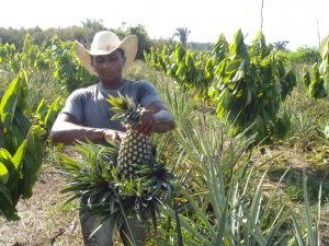 Imagem da notícia - Idam incentiva produção de alimentos orgânicos em 11 municípios do Amazonas