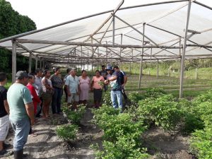 Imagem da notícia - Idam incentiva diversificação de frutas e produção de hortaliças em Santo Antônio do Içá