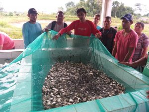 Imagem da notícia - Piscicultores de Envira são beneficiados com a distribuição de mais de 60 mil alevinos