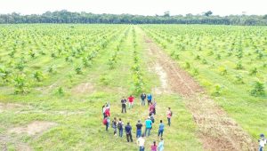 Imagem da notícia - Em Humaitá, produtores e técnicos da região Norte participam de intercâmbio sobre açaí