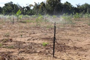 Imagem da notícia - Tecnologia utilizada no cultivo do açaí garante aumento na produtividade