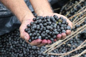 Imagem da notícia - Setor primário recebe investimento de R$ 9,8 milhões em crédito rural