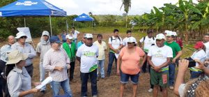 Imagem da notícia - Resultados são apresentados na terceira edição do Dia de Campo sobre Tecnologias para a Produção de Banana